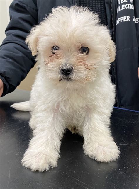 Maltipoos near me - Julian is a beautiful loving 2 year old male maltipoo dog. He is small (about 10 lbs), and a great lap dog (loves to snuggle). He is fixed, microchipped, and up to date with vaccinations and well dog check (we just took him to the vet 3/11/24, and he has the 1 year heartworm prevention shot, so he won't need heartworm meds for the next 12 months). 